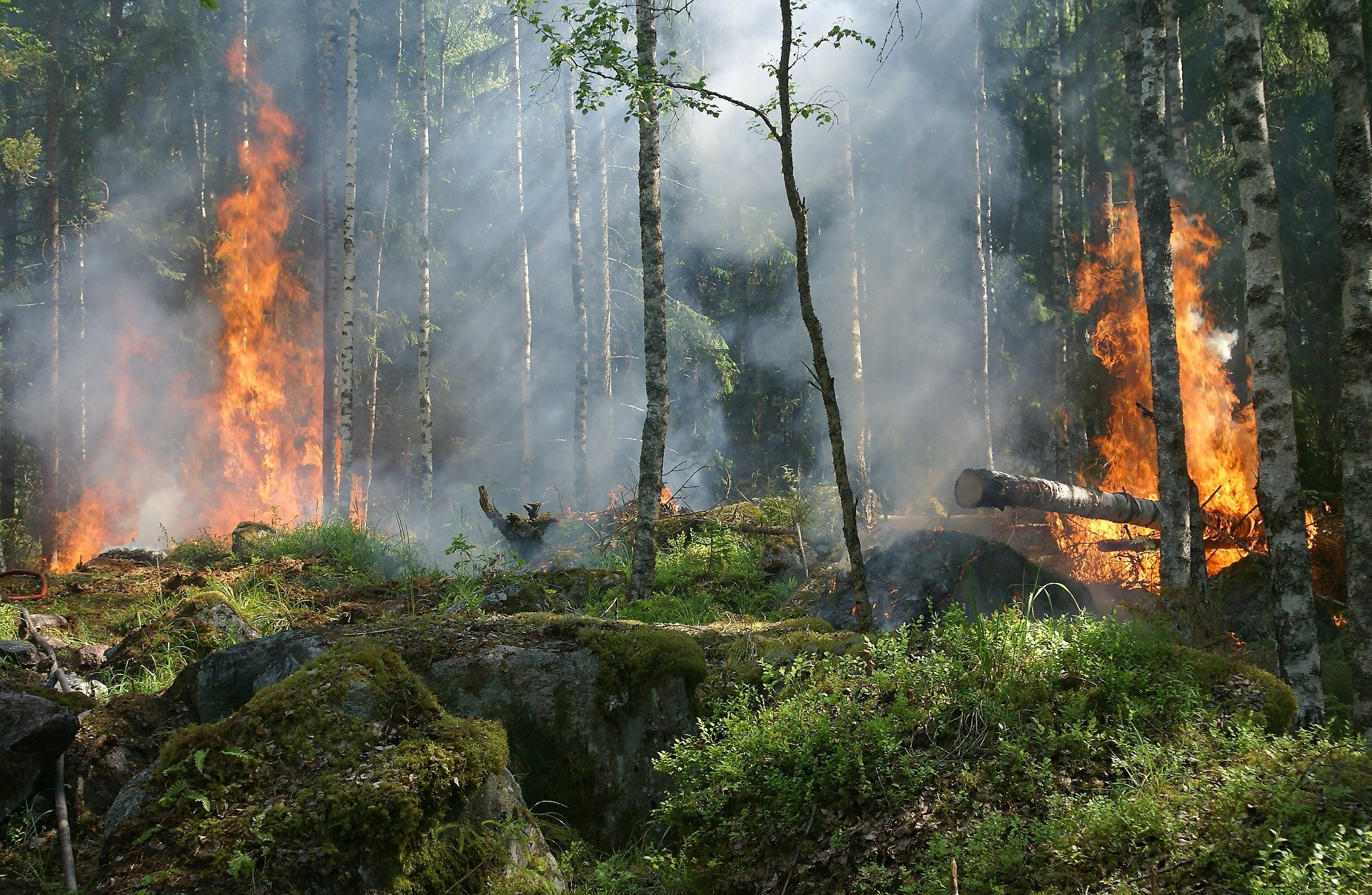  Waldbrand (Bild von Ylvers auf Pixabay) 